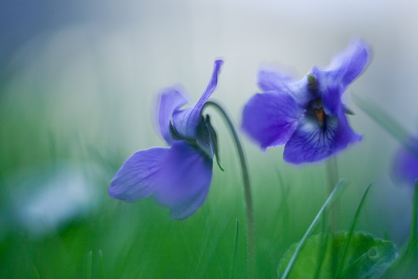 Hainveilchen (Viola riviniana)