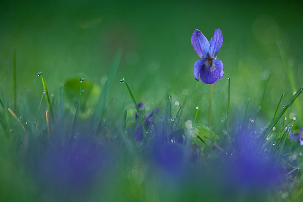 Hainveilchen (Viola riviniana)