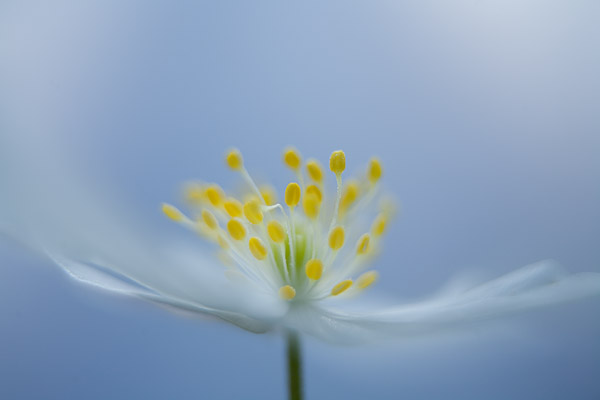 softes Bltenportrait eines Buschwindrschens (Anemone nemorosa)