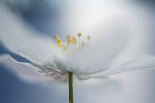 softes Bltenportrait eines Buschwindrschens (Anemone nemorosa)