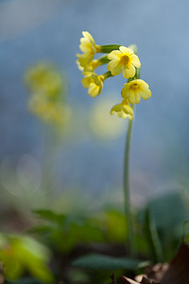 Hohe Schl�sselblume (Primula elatior) 