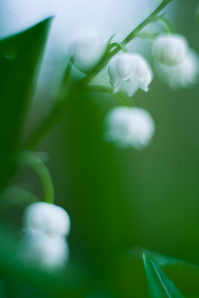 Maiglckchen (Convallaria majalis)