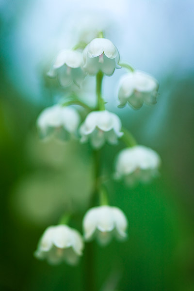 Maiglckchen (Convallaria majalis)