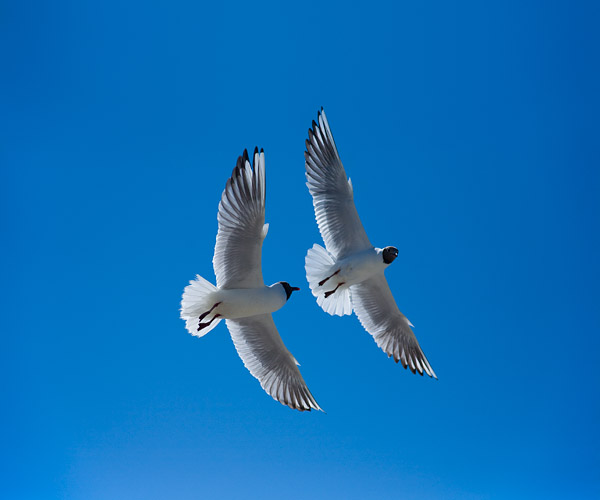Lachm�wen (Larus ridibundus) 