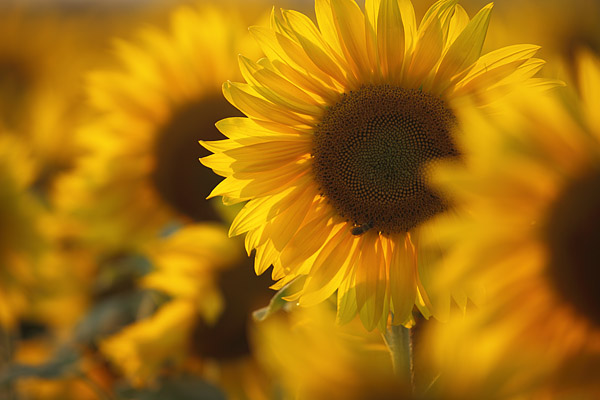 Sonnenblumen im Gegenlicht