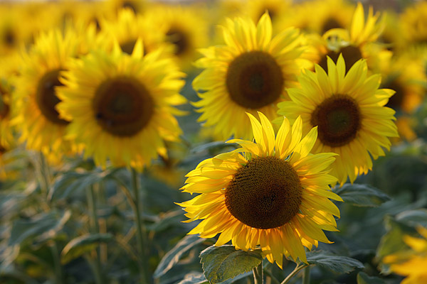 Sonnenblumen im Gegenlicht