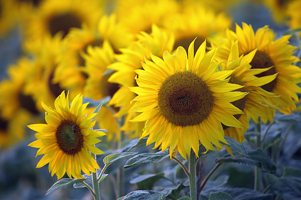 Sonnenblumen im Gegenlicht