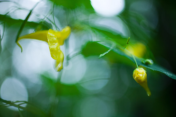 Gro�es Springkraut (Impatiens noli-tangere) - Altweiberzorn, Echtes Springkraut, Wald-Springkraut, R�hr mich nicht an