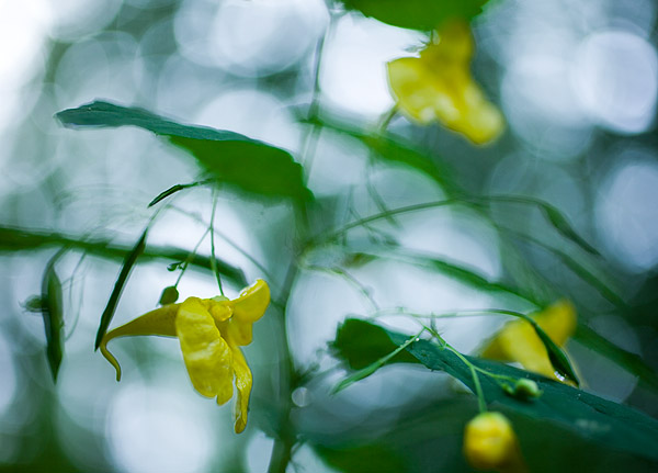 Großes Springkraut (Impatiens noli-tangere) - Altweiberzorn, Echtes Springkraut, Wald-Springkraut, Rühr mich nicht an
