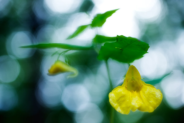 Groes Springkraut (Impatiens noli-tangere) - Altweiberzorn, Echtes Springkraut, Wald-Springkraut, Rhr mich nicht an