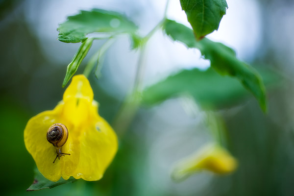 Großes Springkraut (Impatiens noli-tangere) - Altweiberzorn, Echtes Springkraut, Wald-Springkraut, Rühr mich nicht an