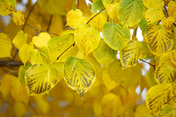 Herbstliche Lindenbltter