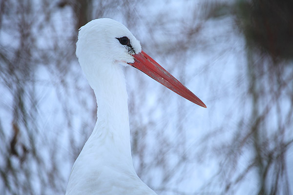 Weißstorch im Winter, Tierpark Stralsund - Ciciona ciciona