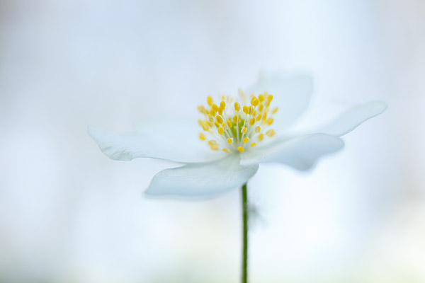 Buschwindrschen (Anemone nemorosa)
