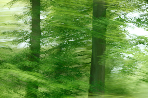 dancing tree days at springtime