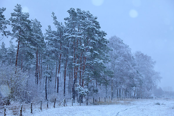 Schneefall im Kiefernwald