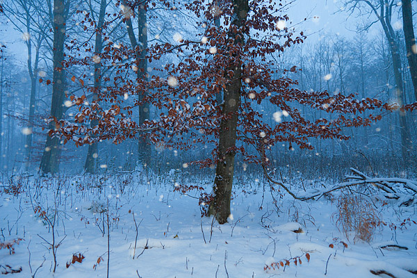 Schneefall im Buchenwald