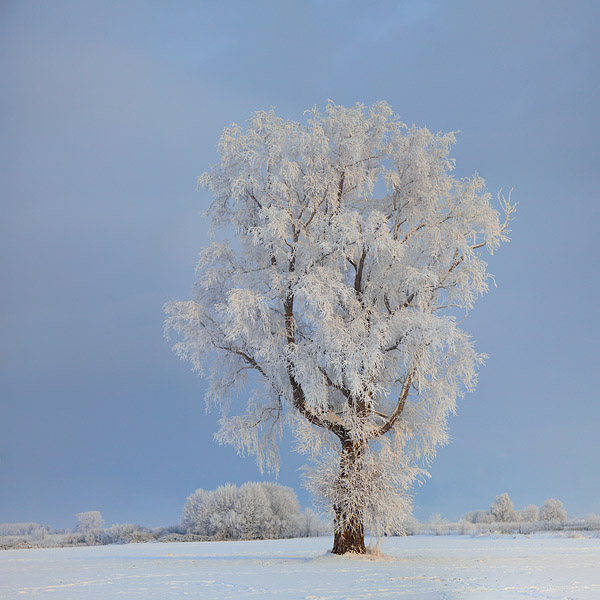 Stark sinkende Temperaturen und winterlicher Nebel �berdeckten die Landschaft mit einer starken Rauhreifschicht