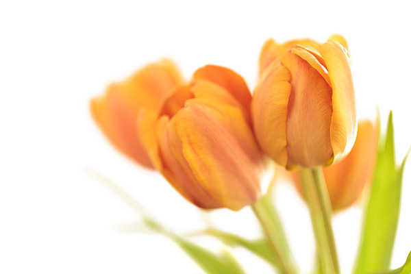 Tulpenstrau�