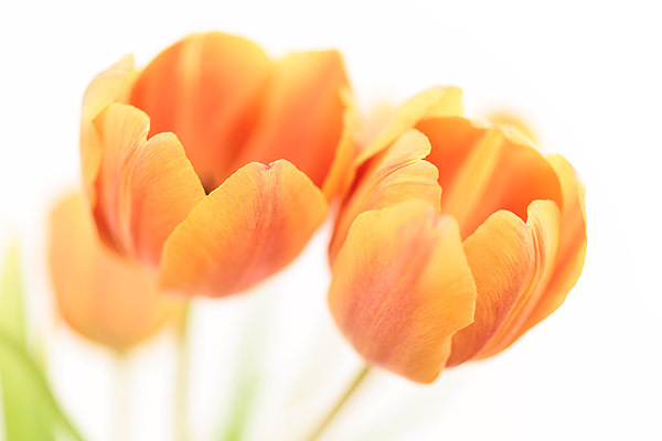 Tulpenstrau�