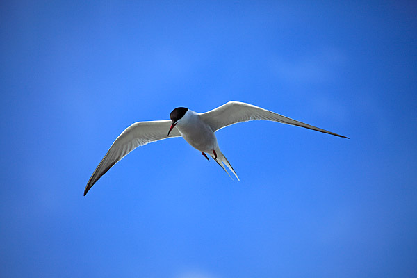 Fluss-Seeschwalbe (Sterna hirundo), Hallig Hooge, Schleswig-Holstein, Deutschland