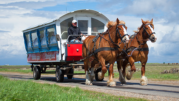 Pferdekutsche zum Königspesel, Hallig Hoge, Schleswig-Holstein, Deutschland