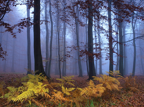 Herbstlicher Farn im nebligen Wald, Nationalpark, Jasmund, Rgen, Mecklenburg-Vorpommern, Deutschland, Europa