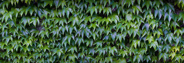 Wilder Wein - Parthenocissus spec.